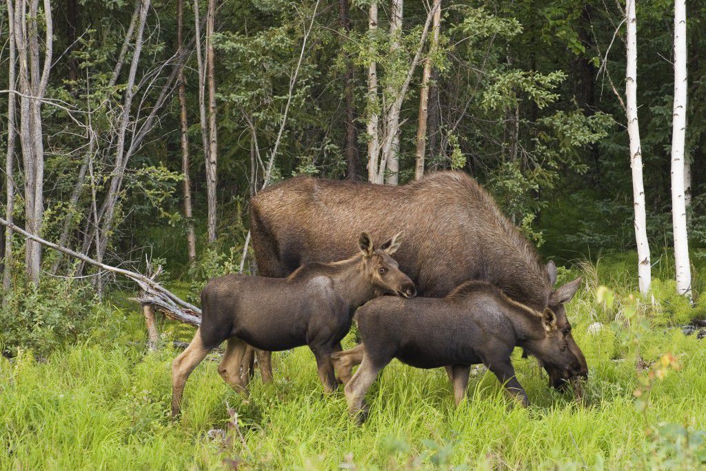 Alaska Moose Family