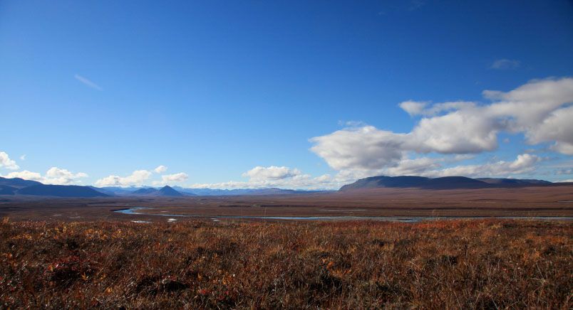 Alaskan Tundra