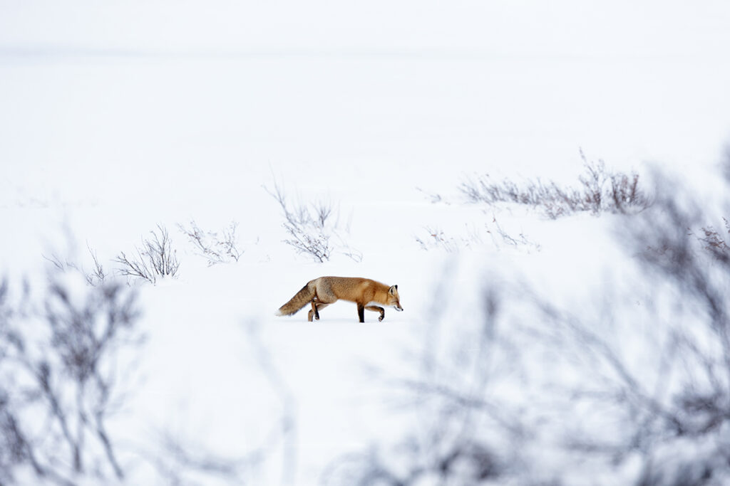 Red fox