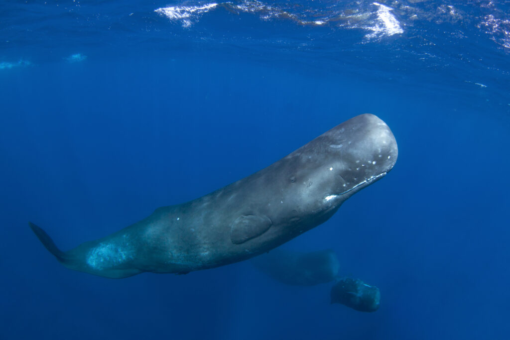 Sperm whale