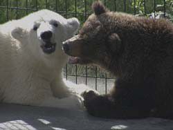 ahpunand oreositting