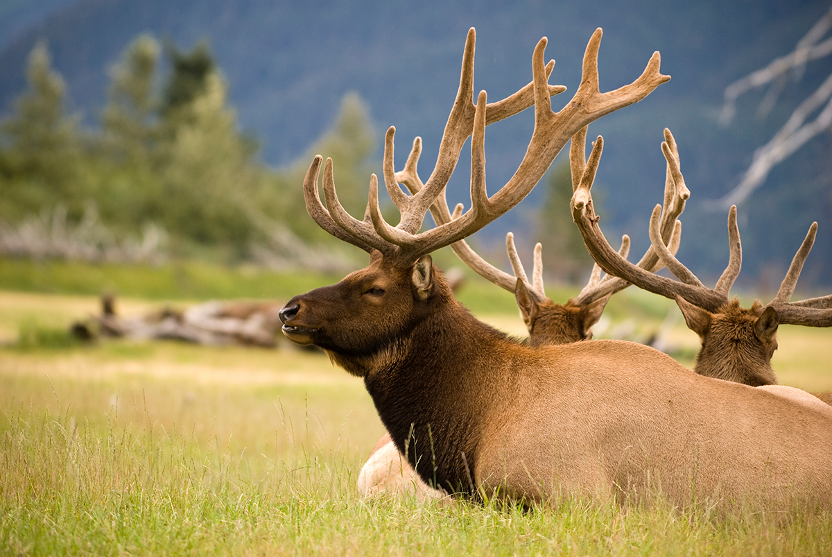 Caribou laying in grass