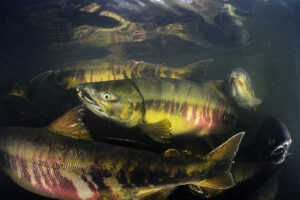 Chum Dog Salmon