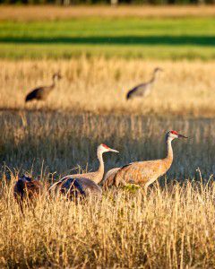 Sandhill cranes wander through Creamers Field in Fairbanks, Alaska