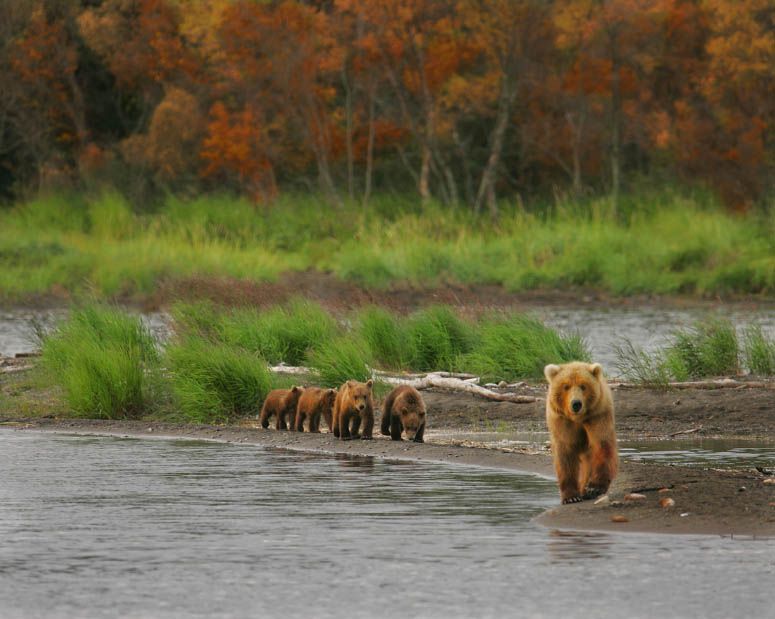 family of grizzly bears Alaska