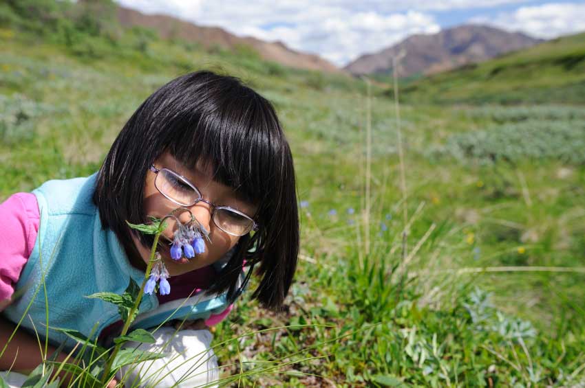 little-girl-with-bluebells-at-denali-national-park