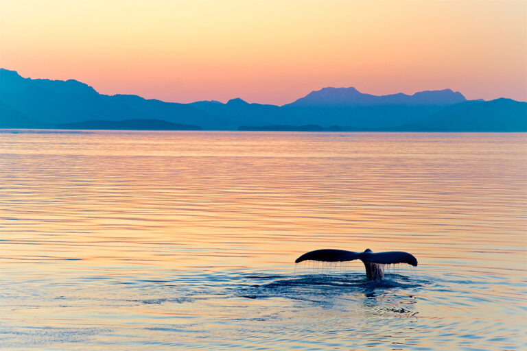 Whale tail